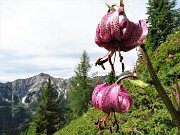 26  Giglio martagone (Lilium martagon) con vista in Pegherolo